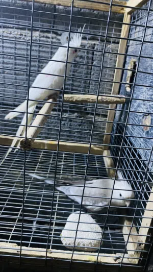 زوج كوكتيل للبيع