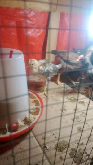 صيصان بلدي للبيع