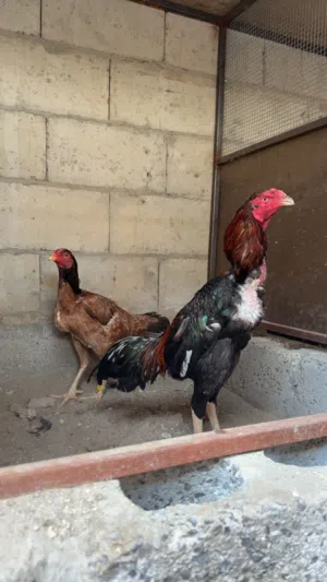 للبيع ديك تركي