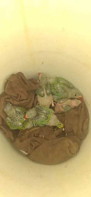 فراخ ببغاء دره للبيع