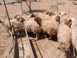 عرررووض وحرررق اسعار بمناسبة اقتراب عيد الأضحى المبارك حلال بلدي نخب اول حلال بلدي نخب اول عقائق