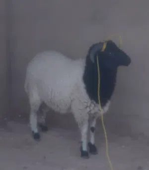 خروف وطني ممتاز