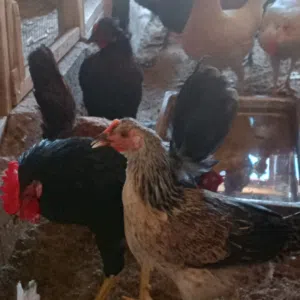 دجاج عرب وكويتي بياض. نضافه. اوصحه بيهن ابوركيبه اوفرك اوسيافيات حلوات خشنات الون مختلفه أمام العين