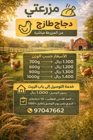 دجاج طازج وبيض مزرعتي
