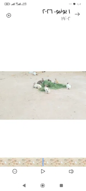 ارنب للبيع
