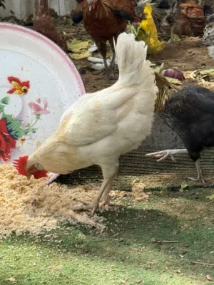 ديوك عدد 3