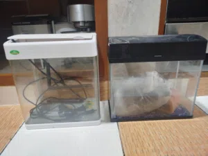 احواض سمك صغيرة اثنان للبيع