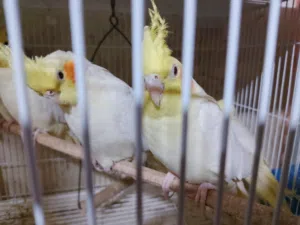 كوكتيل مال بيت نظيفات وبصحة جيدة