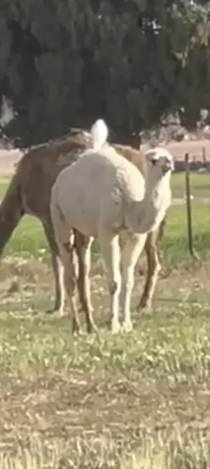 ‏جمال‏0