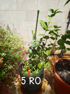 Assorted Outdoor/Indoor Plants