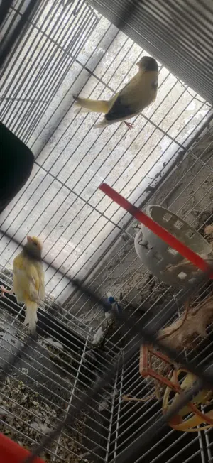 طيور كنار وروز