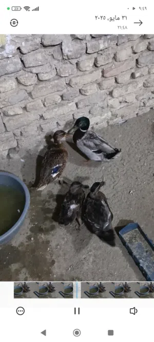 زوج خضيري وبناتهم