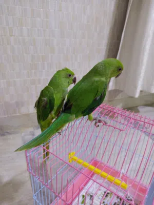 بغبغاء للبيع