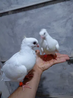 زوج ارافل اليفات