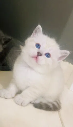 For sale: a beautiful Scottish Fold and Persian cat. It has folded ears and a very cute appearance