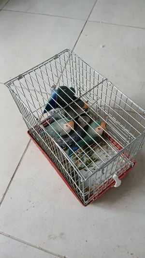 ‏ببغاء‏1