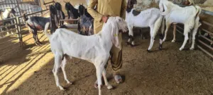Healthy Goats for Sale  Delivery Available UAE premium goats