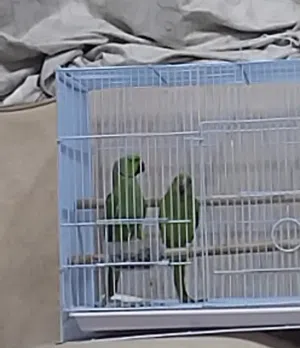 للبيع زوج دره مع ولدهم و القفص و البياضه إقرأ الوصف