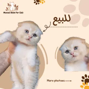 فندق مسقط للقطط .. ذكور للتزاوج .. قطط للبيع صغيرة وكبيرة