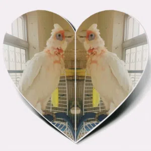 For exchange only \ درة فيها طفرة أصفر وأخضر للبدل \ كوكاتو سلندر ذو المنقار الطويل للبيع او البدل