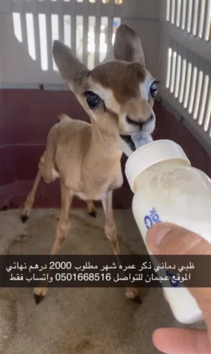 غزال ظبي دماني ذكر متعلم عالمرضعه
