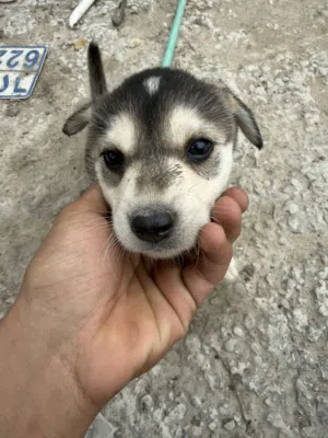 One Month Old Husky For sale Urgent