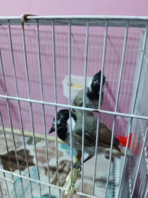 السلام عليكم بلبل ربه نثيه وذكر البيع والشراء يجي وساب حلوات