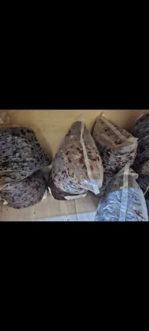 إعلان بيع تمر