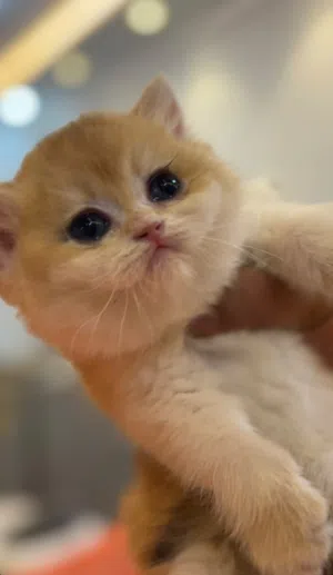 انثى سكوتش ستريتny12