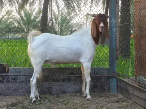 تيس باكستاني بيور الصنف المميز العمر سنة ونص
