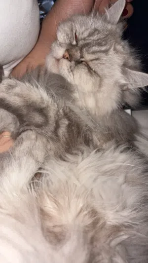 قطه للتبني (انثى)