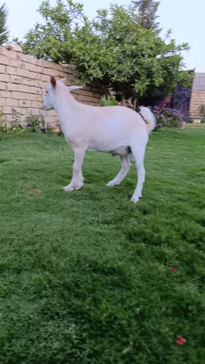 عنز كردية تحتها جدي