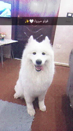 كلب سموايد بيور