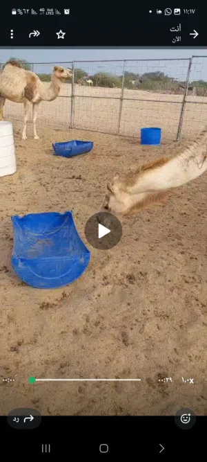 شباك للبيع اثنى عشر قطعه