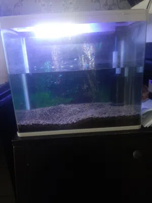 Extra Large White Aquarium Starter Kit - Light, Sponge Filter, Premium Soil & More!