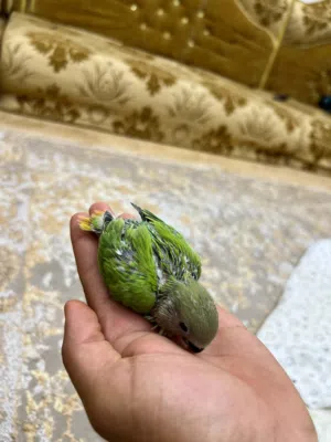 بركديلو سعر70