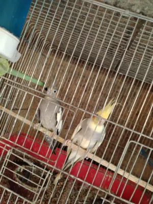 ببغاء كوكتيل اول خيرهم شغال مكفول بتجهز بدها تبيض قابل للبدل