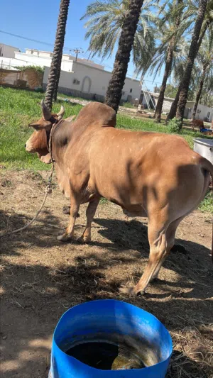 ثور للبيع