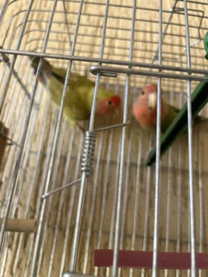 كوبيه مصوقره للبيع