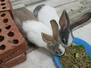 Well breed rabbits
