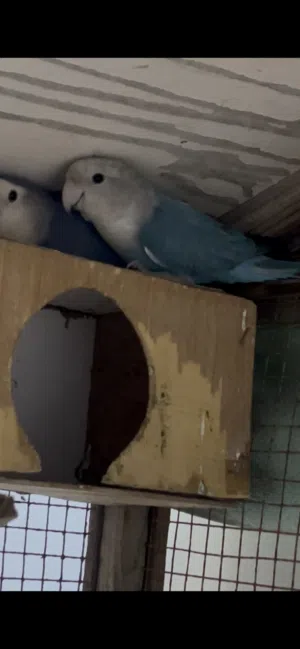 زوجين طيور روز صحة ونظافة