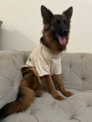 Purebred Female GSD for Adoption