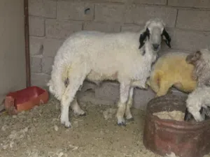 السلام عليكم طلي جبير لبيع
