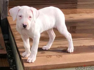Dogo Argentino puppies