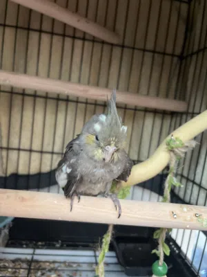 Fallow paer cockateil 2 months old