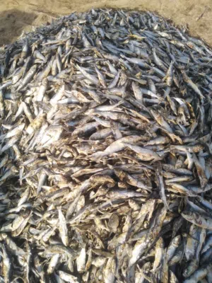 اللبيع عومه يابسه المواشي نظيفه