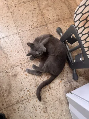 Russian Blue  قط روسي أزرق