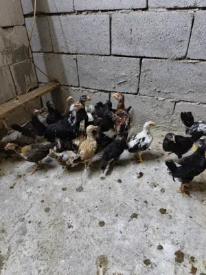 فروجات البيع شلع مابيع مفرد زوج على عشرة قفلهن زوج هديه