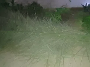سعف نخيل برنسي
