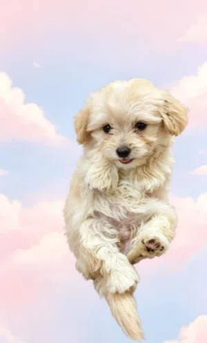 يوجد جراوي مالتيبو العمر 50 يوم Purebred Maltibo puppy, 50 days old